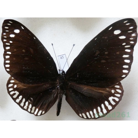 Euploea martinii martinii de Nicéville, 1893 Indonesia, Sumatra 77mm45